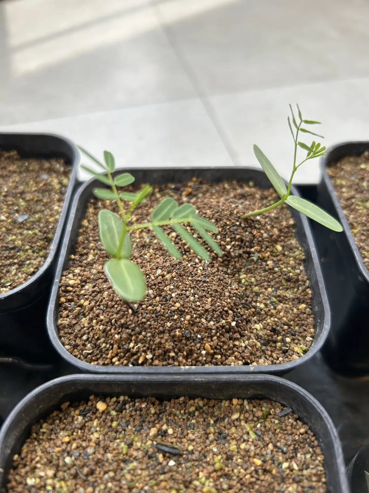 Senna meridionalis (センナ メリディオナリス)