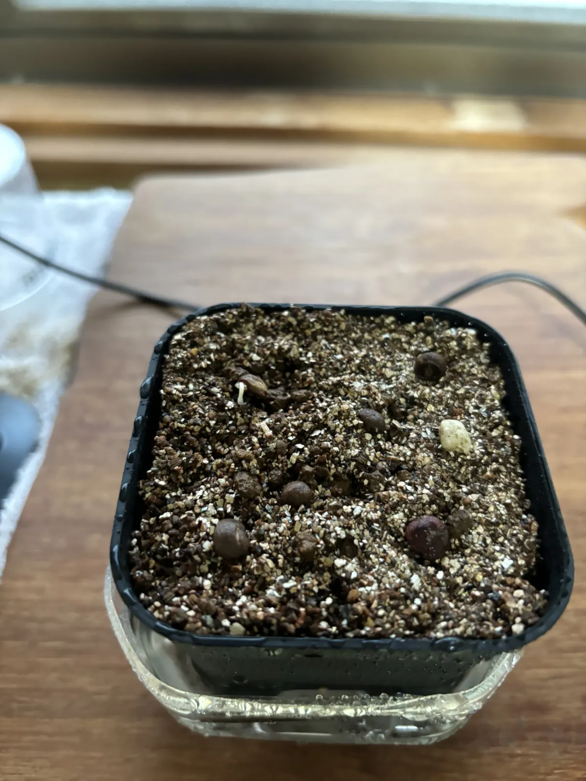 Operculicarya pachypus (オペルクリカリア パキプス)