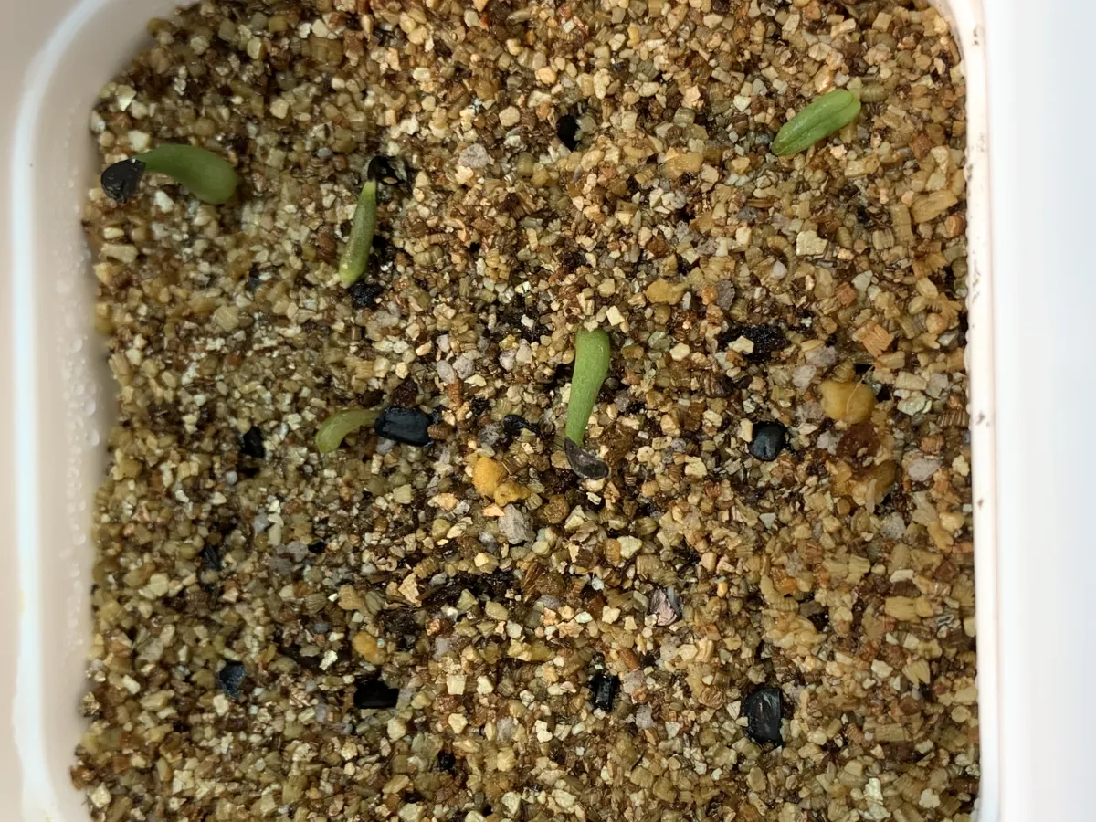 Agave triangularis (アガベ トライアンギュラリス)