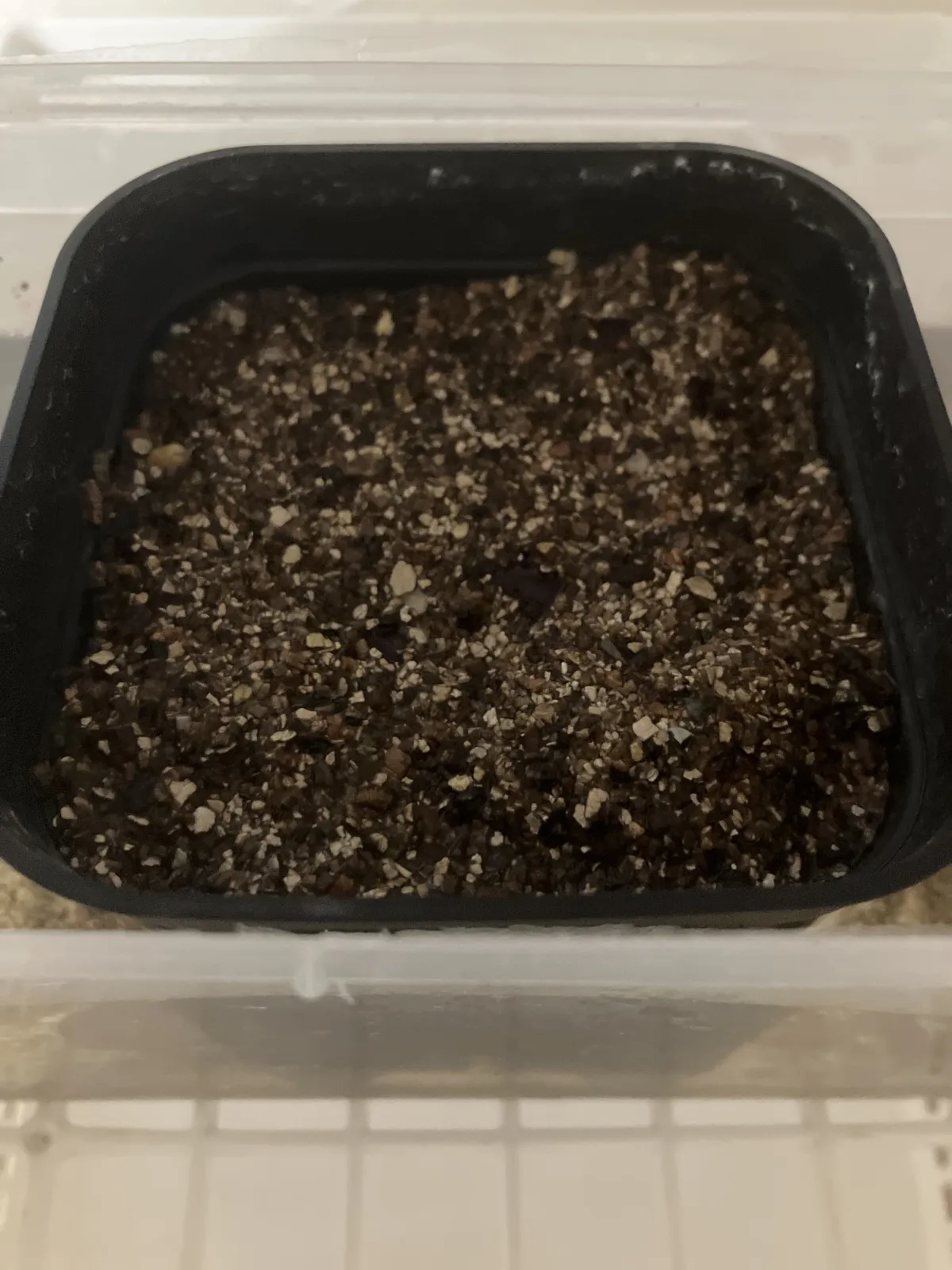 Dioscorea elephantipes (ディオスコレア エレファンティペス アフリカ亀甲竜)