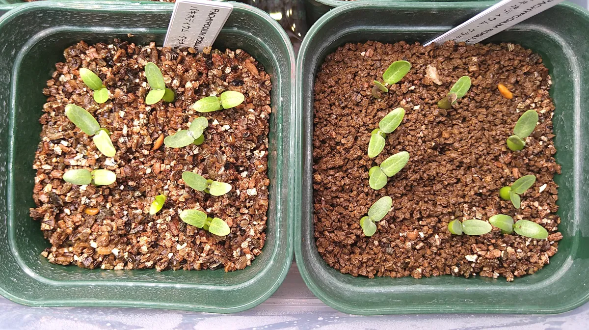 Pachypodium rosulatum var. gracilius (パキポディウム グラキリス)