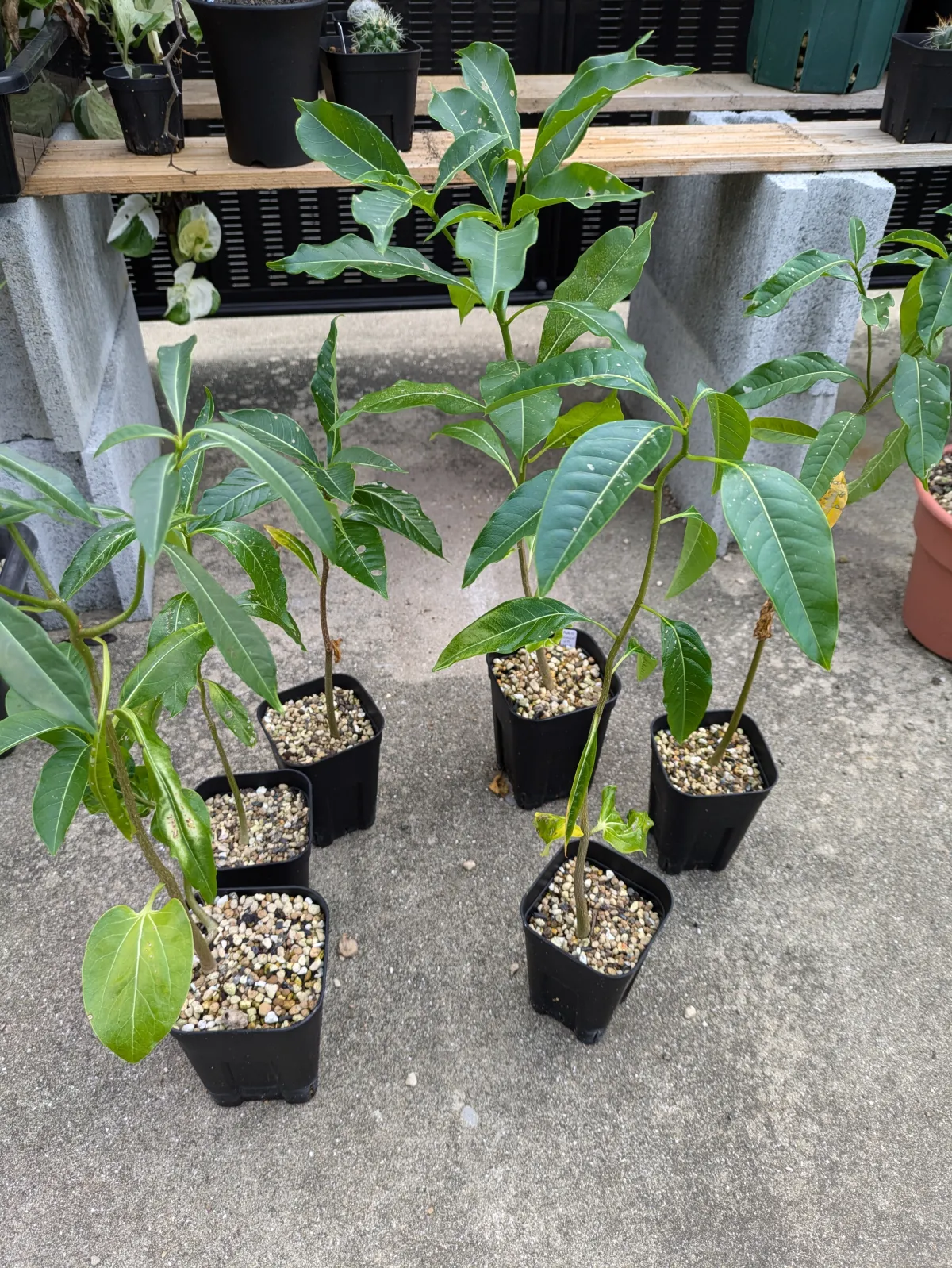 Adansonia za (アダンソニア（バオバブ） ザ)