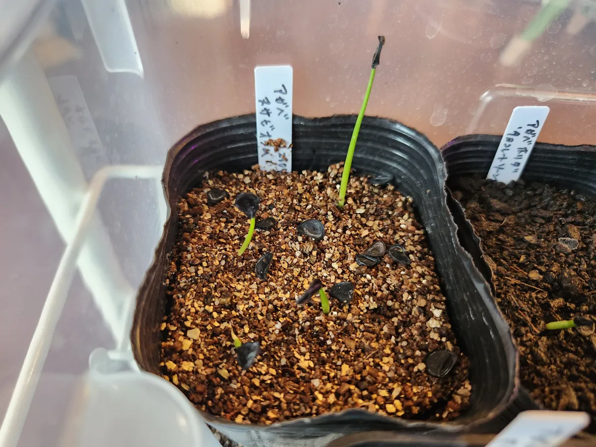 Agave nussaviorum (アガベ ナサビオラム)