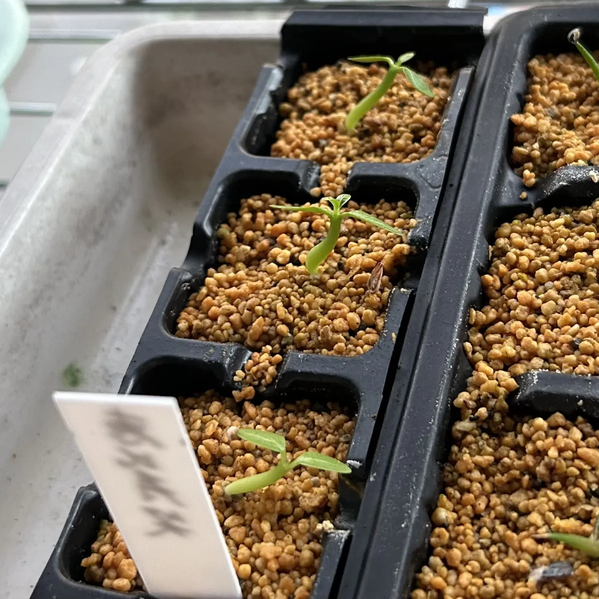 Pachypodium brevicaule subsp. leucoxanthum (パキポディウム レウコキサンツム)