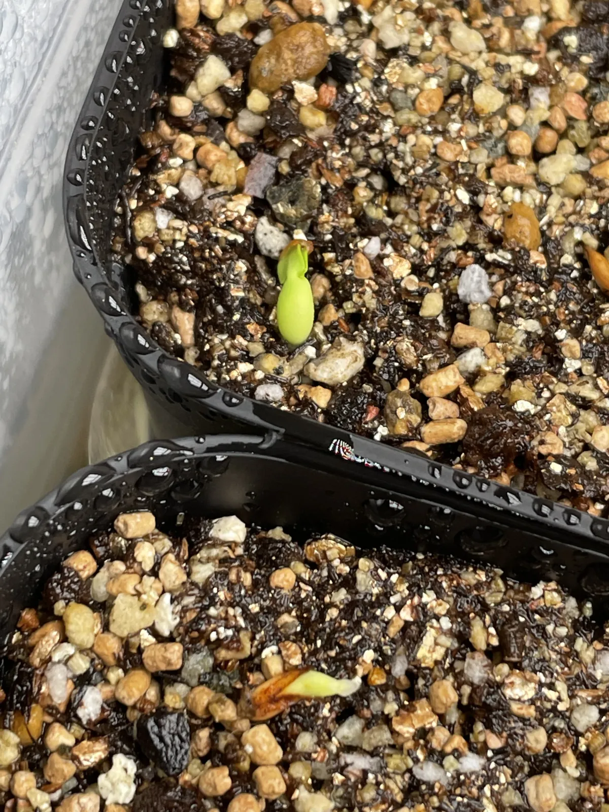 Pachypodium rosulatum subsp. makayense (パキポディウム マカイエンセ)