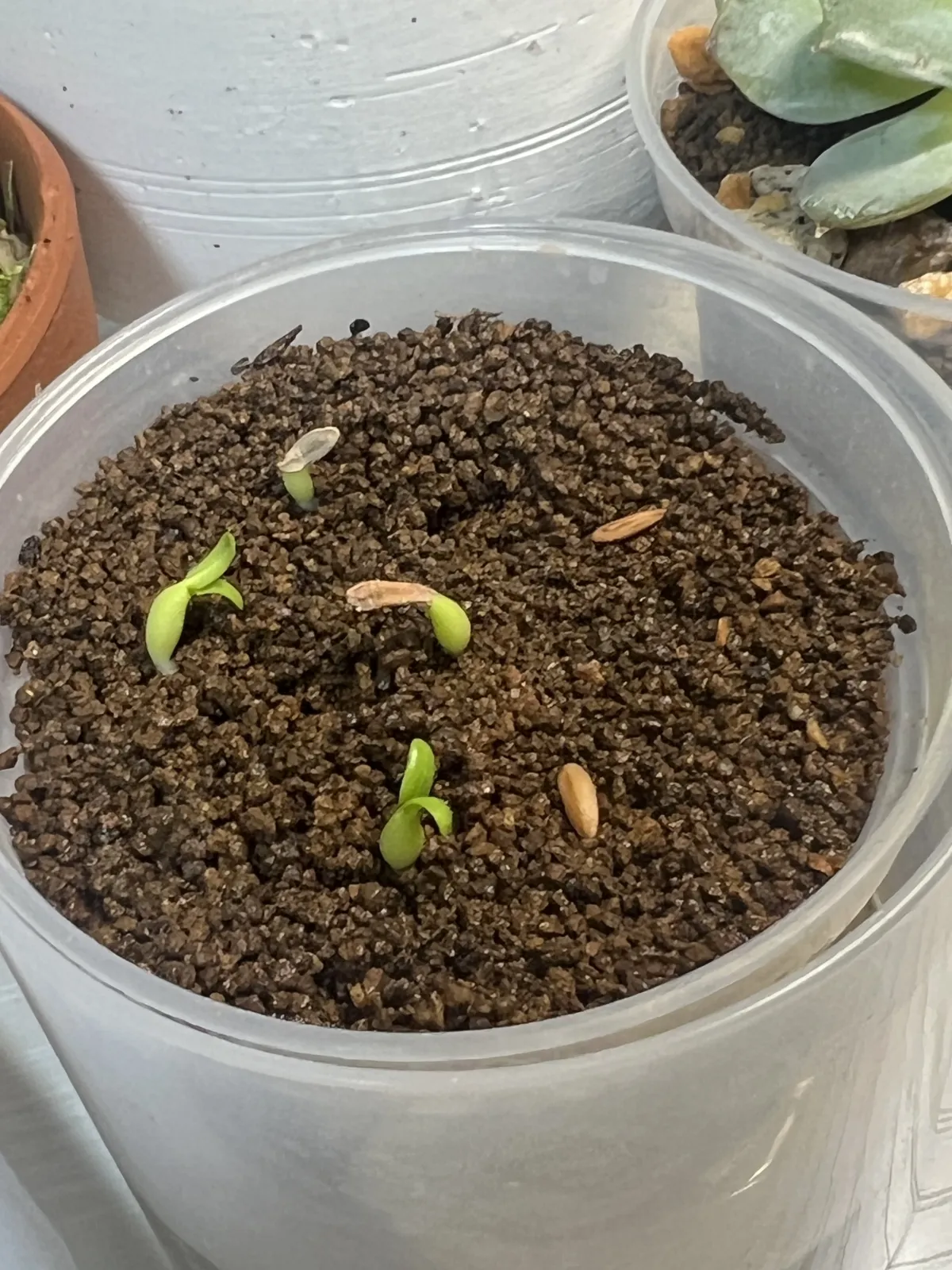 Pachypodium rosulatum var. gracilius (パキポディウム グラキリス)