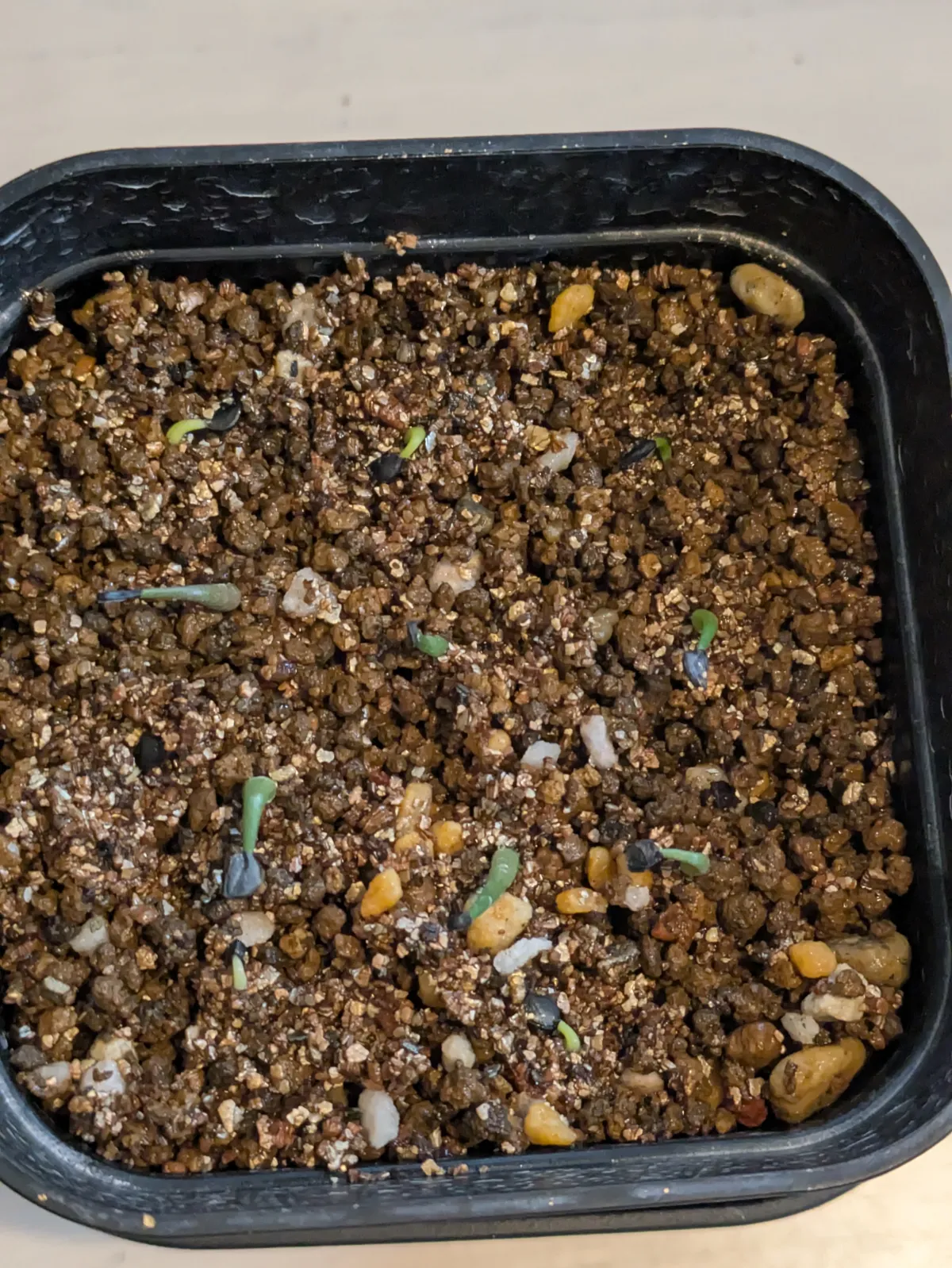 Agave horrida 'Chocolate Thorn' (アガベ ホリダ チョコレートソーン)