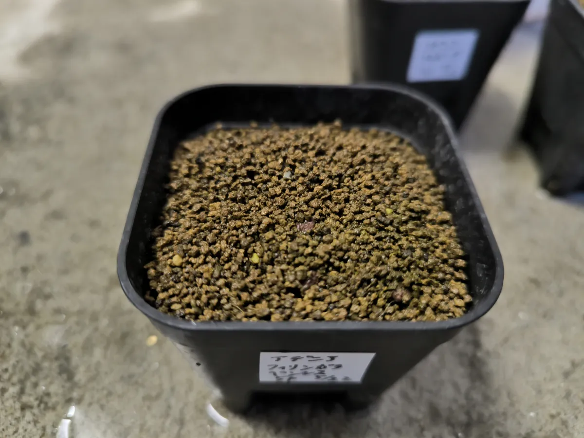 Adenia firingalavensis (アデニア フィリンガラベンシス)