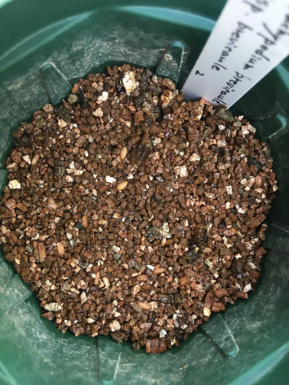 Pachypodium brevicaule ssp. brevicaule（モニター）