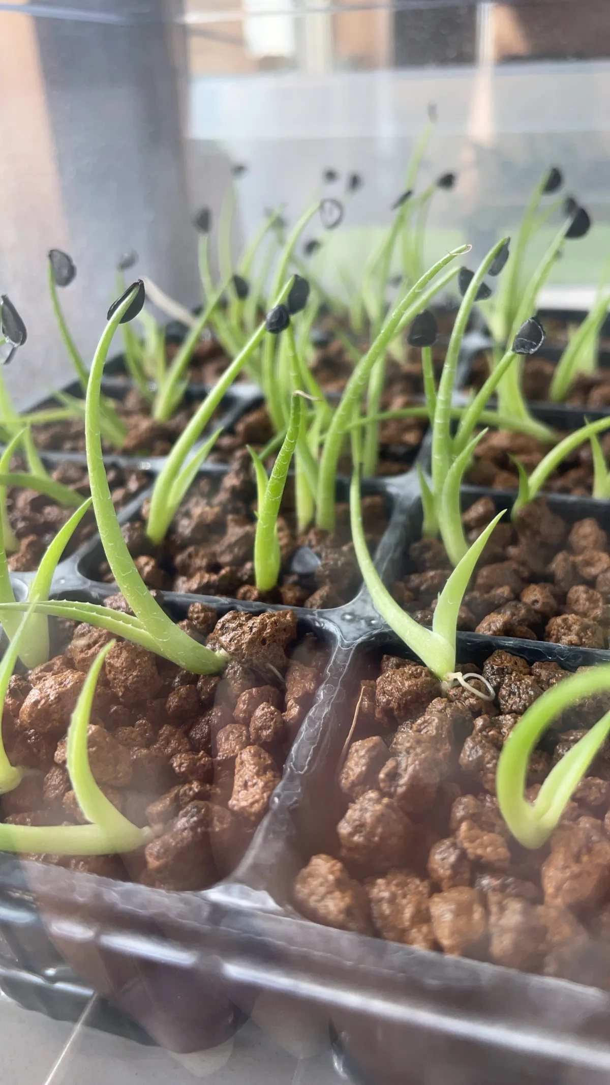 Agave gentryi La Escondida (アガベ ジェントリー ラ・エスコンディーダ)