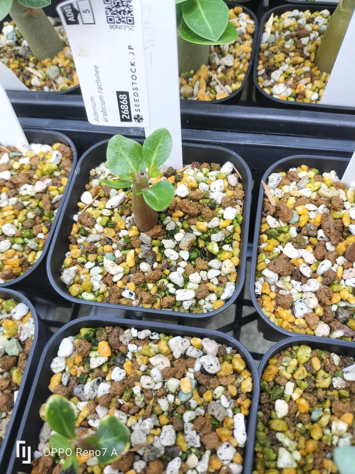 Adenium arabicum Rashiny (アデニウム アラビカム ラシニー)