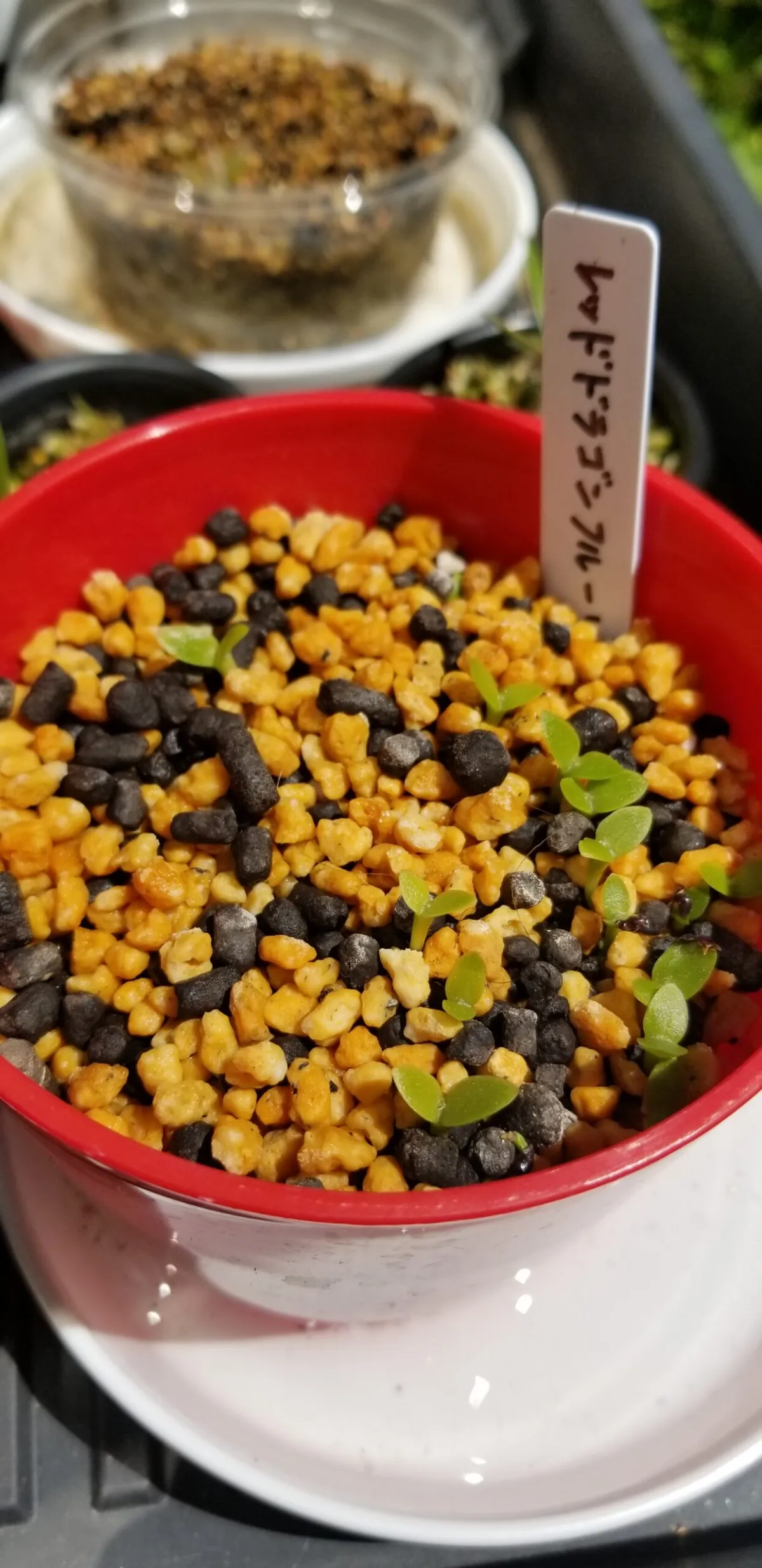 Hylocereus costaricensis (レッドドラゴンフルーツ)