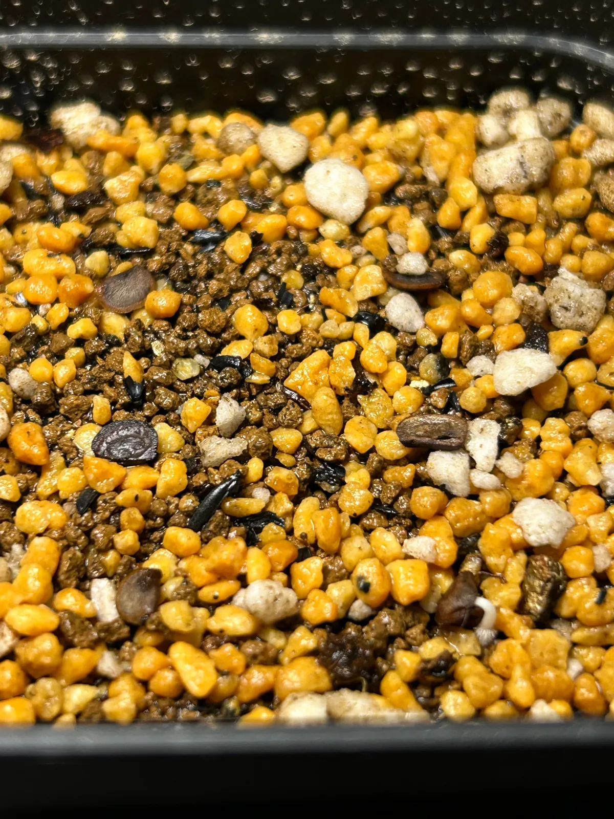 Phyllanthus mirabilis (フィランサス ミラビリス)