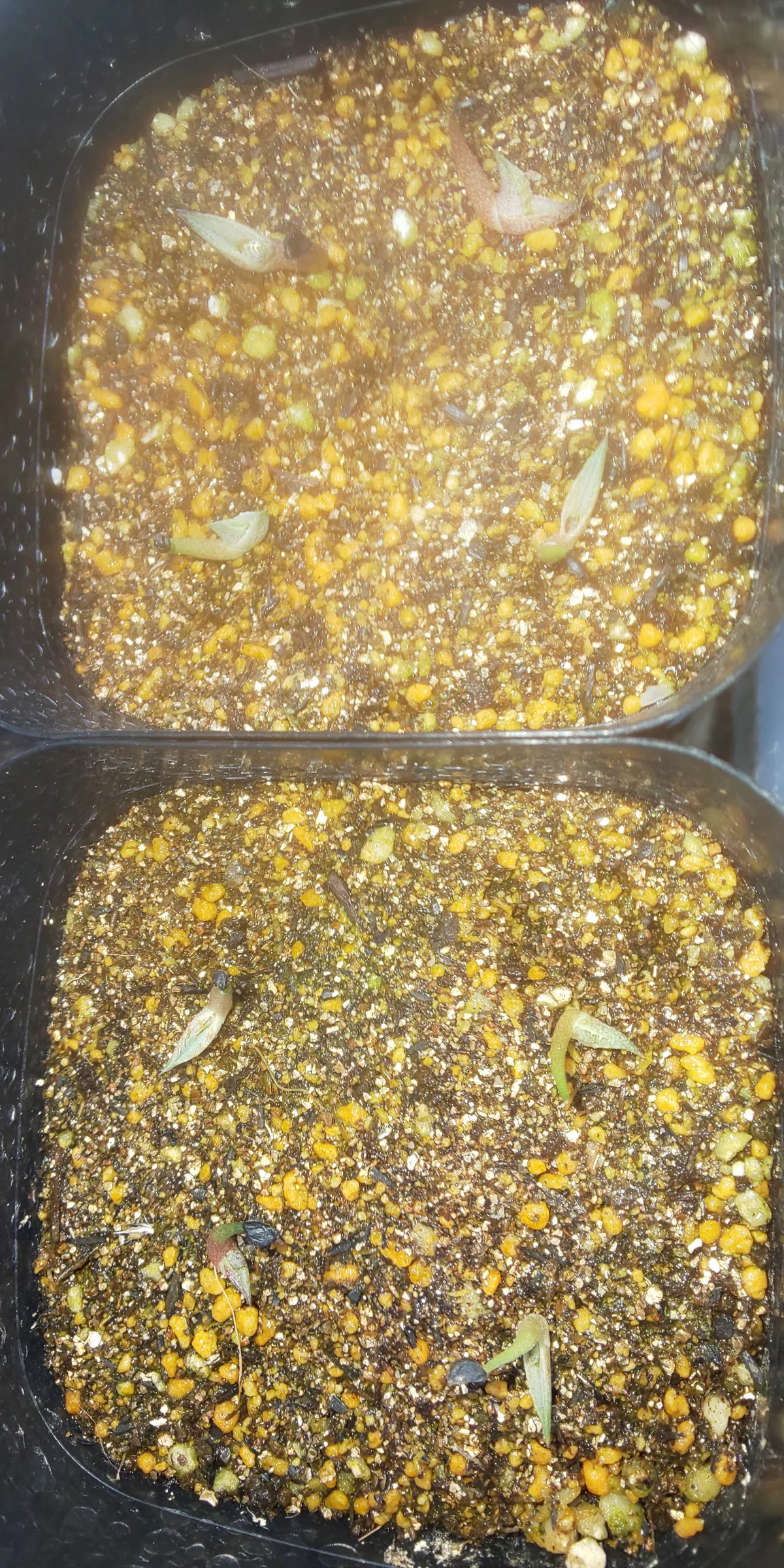 Agave horrida 'Chocolate Thorn' (アガベ ホリダ チョコレートソーン)