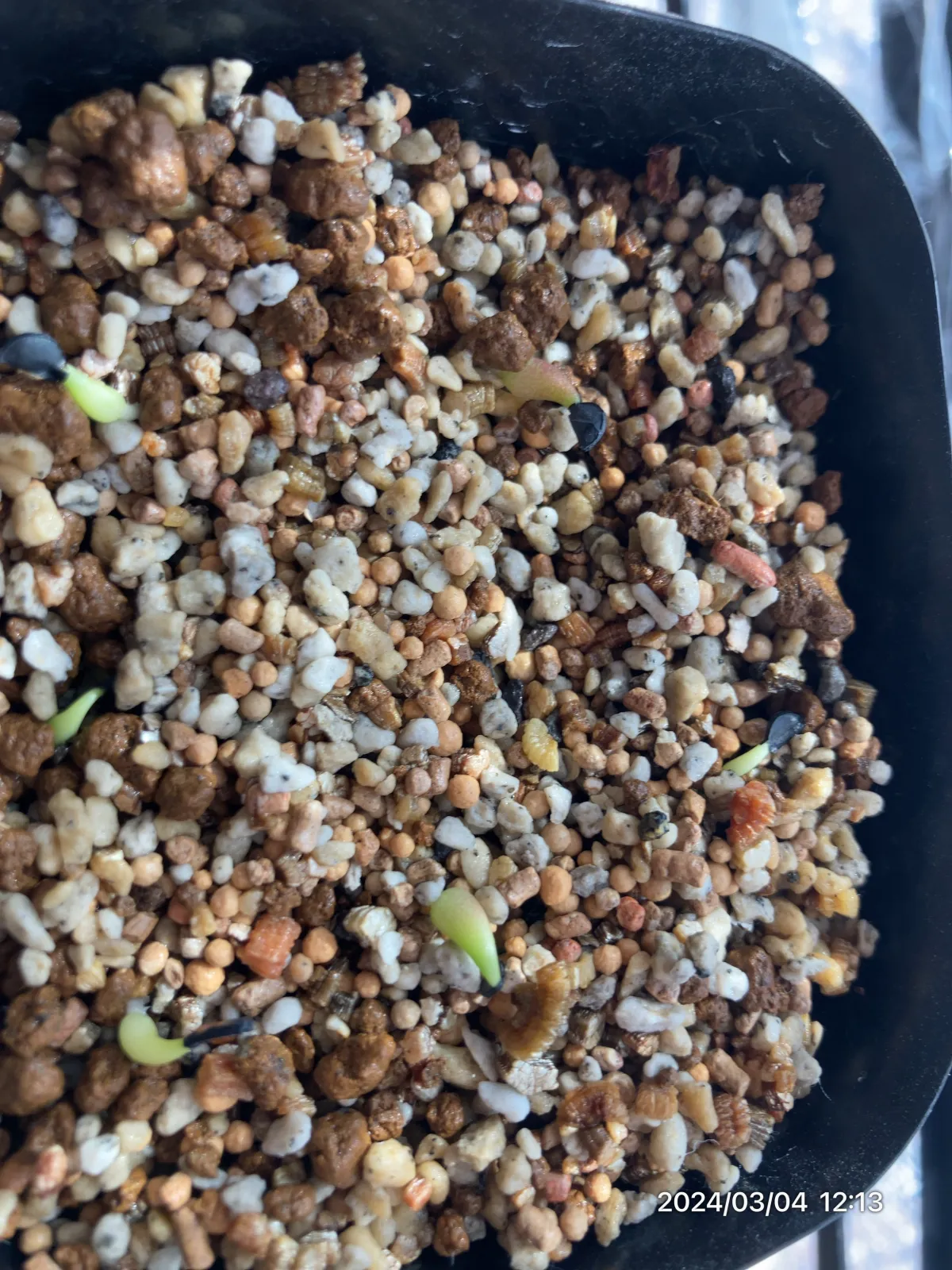 Agave oteroi (アガベ オテロイ)