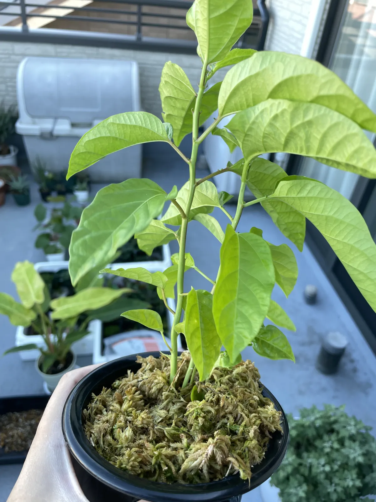 Passiflora maliformis Sweet Calabash (パッションフルーツ)