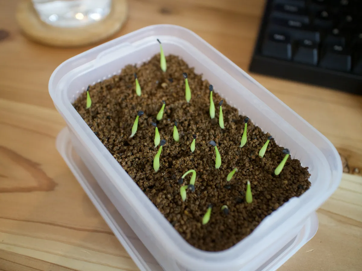 Agave victoriae-reginae ssp. swobodae swobodae (アガベ ビクトリアレジーナ スワボダエ)