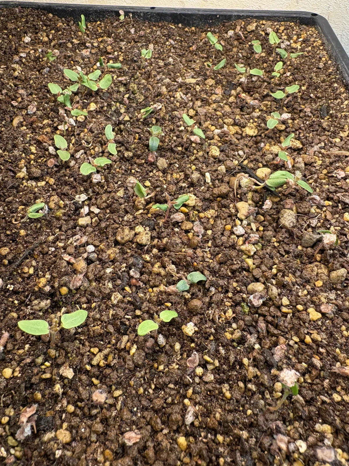 Pachycormus discolor var. veatchianus (パキコルムス ディスカラー ビーチアナス)