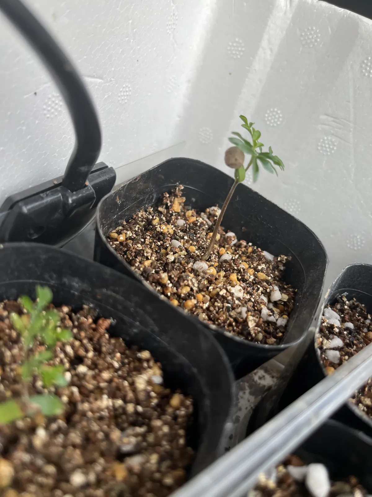 Operculicarya pachypus (オペルクリカリア パキプス)