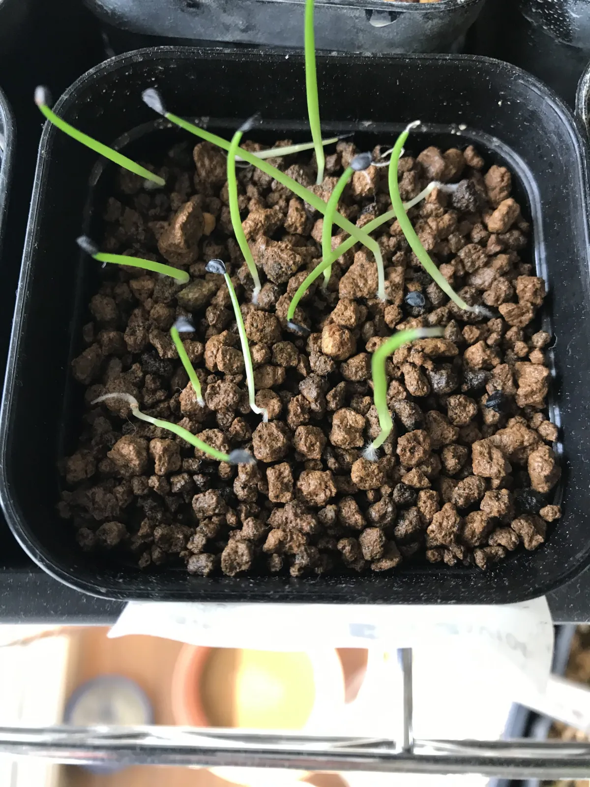 Agave schidigera (アガベ シジゲラ)