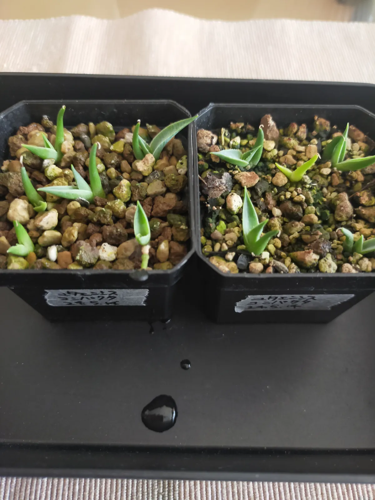 Agave utahensis ssp. utahensis 'Compacta' (アガベ ユタエンシスコンパクタ)