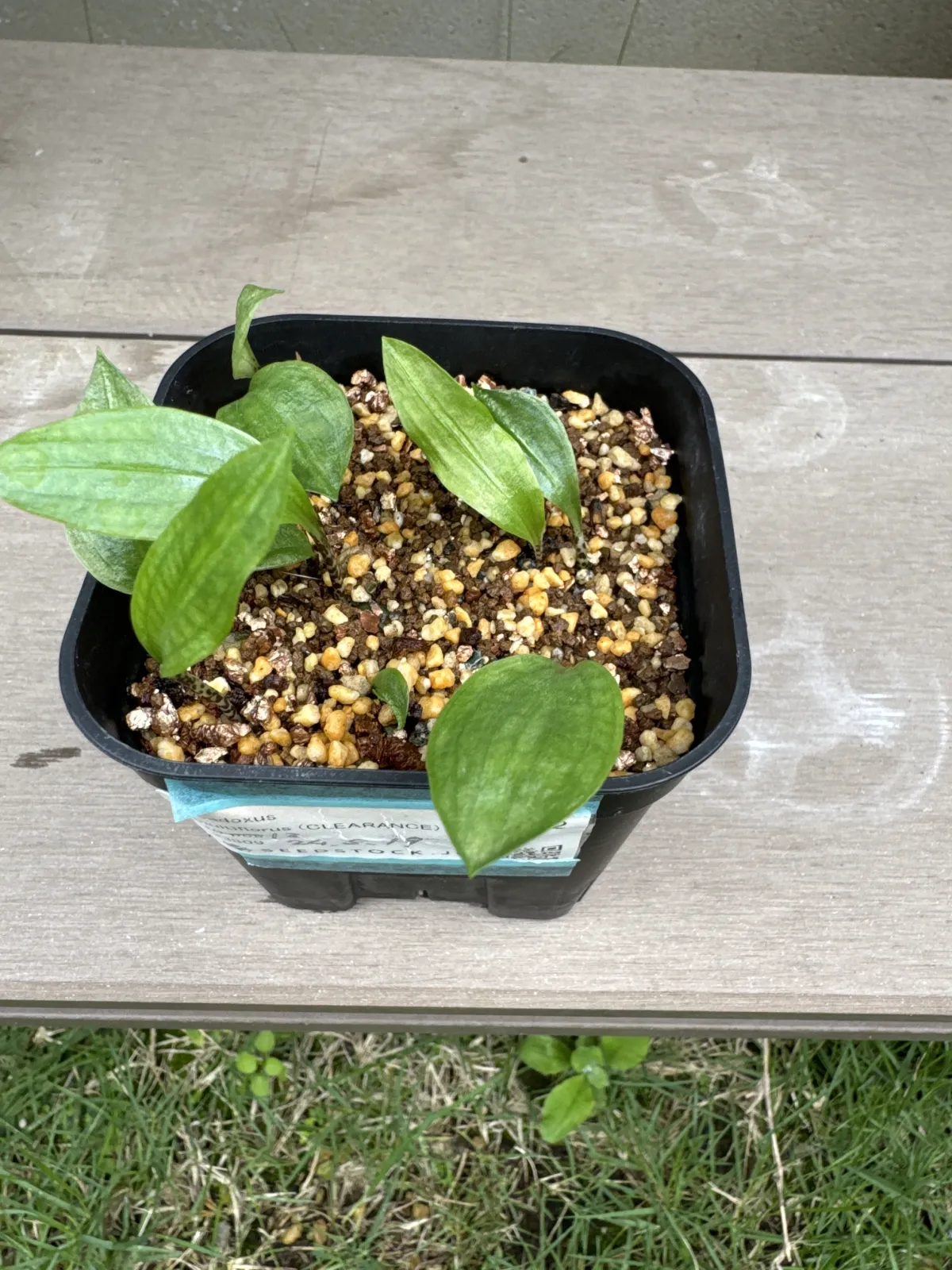 Scadoxus multiflorus (スカドクサス マルチフローラス 発根)