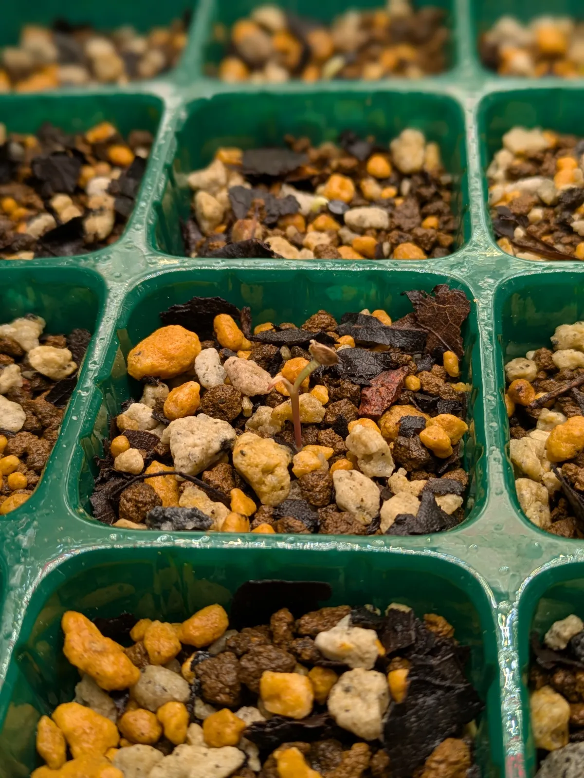 Didierea madagascariensis (ディディエレア マダガスカリエンシス)