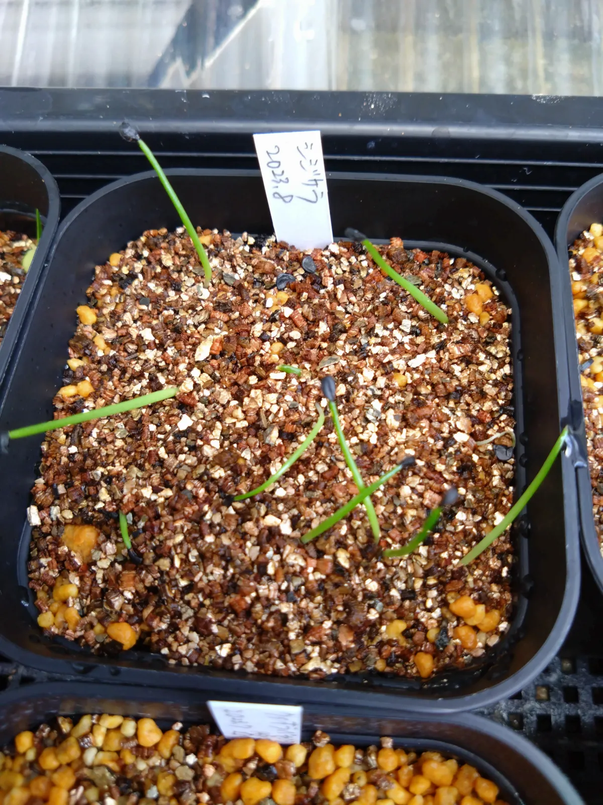 Agave schidigera (アガベ シジゲラ)