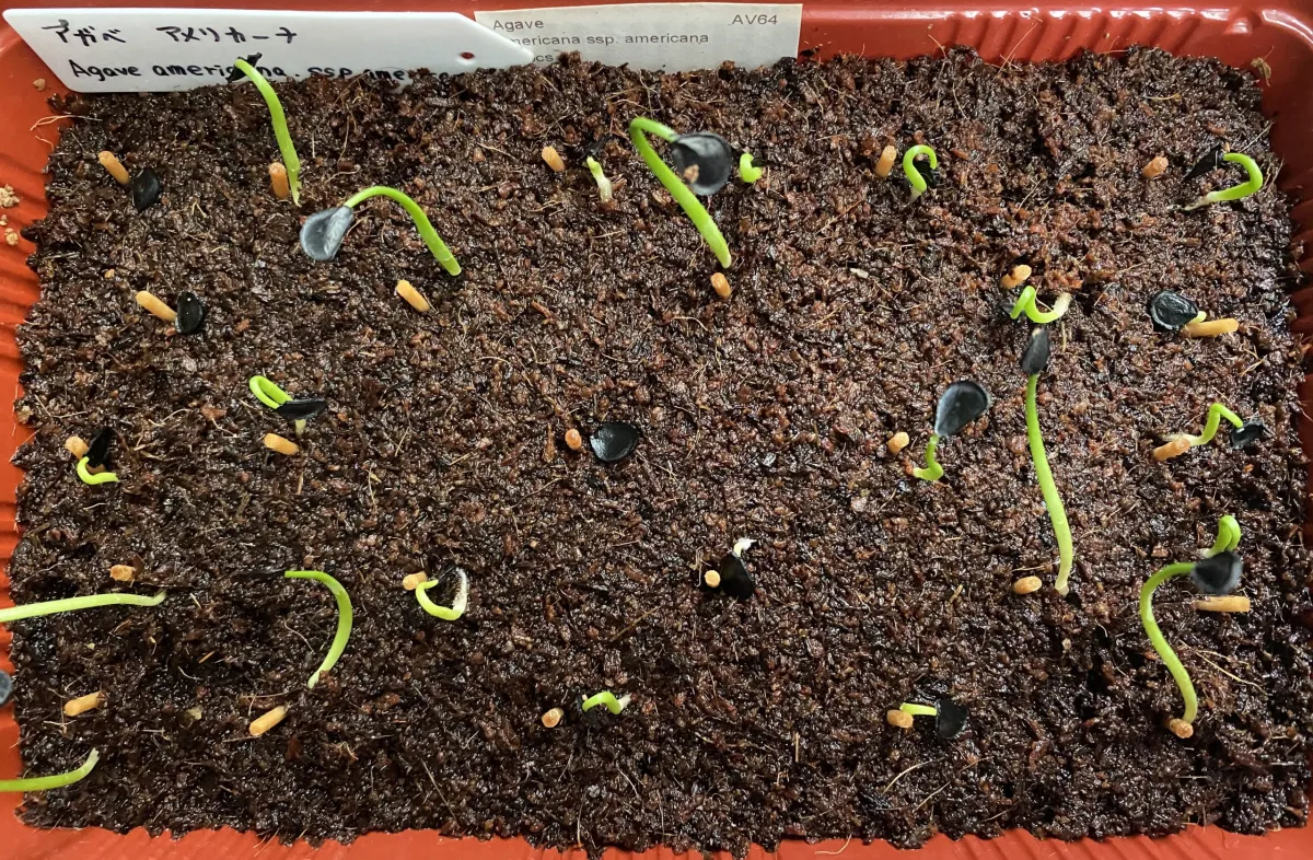 Agave americana ssp. americana (アガベ アメリカーナ)