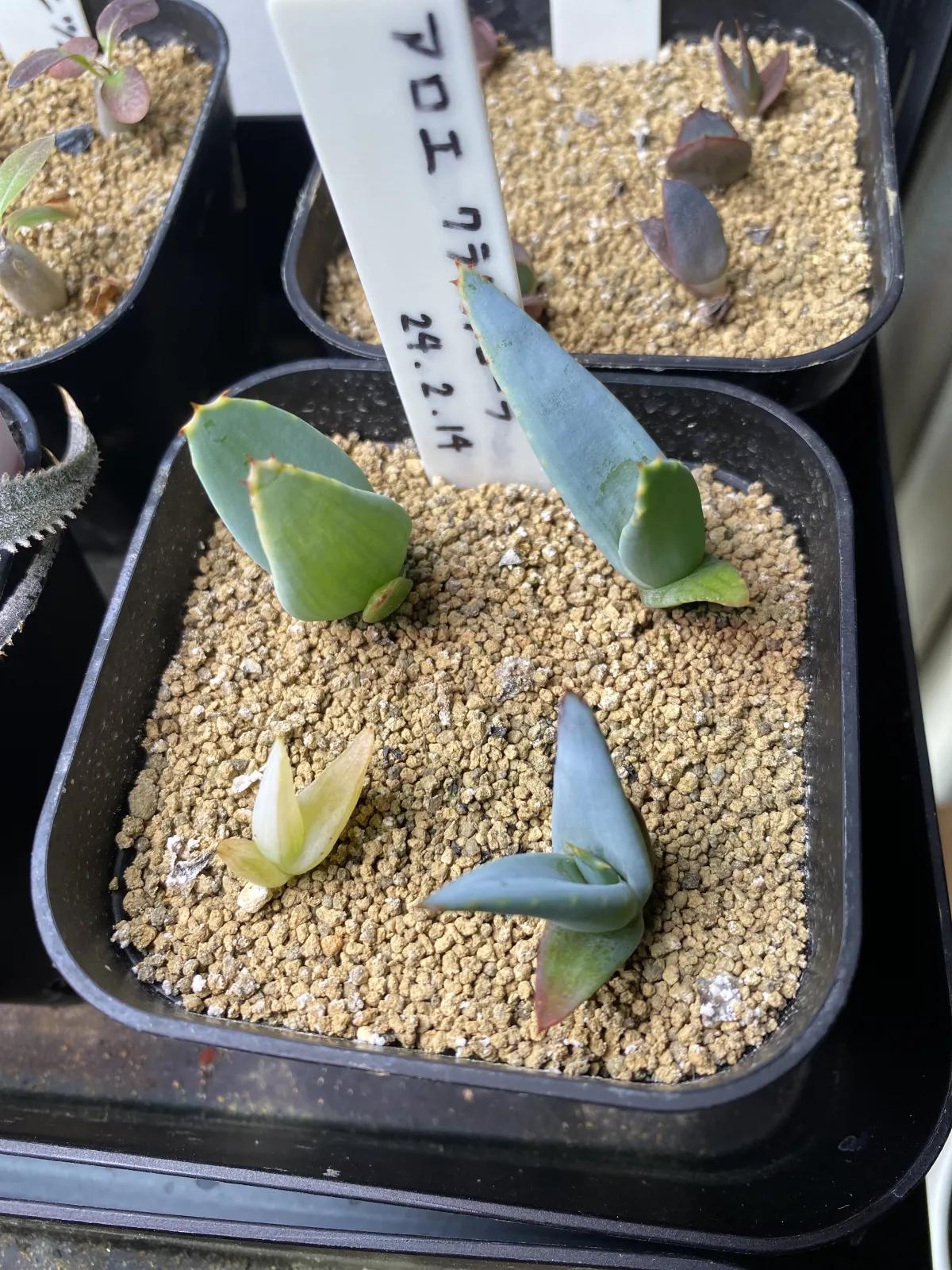 Aloe claviflora (アロエ クラビフローラ)