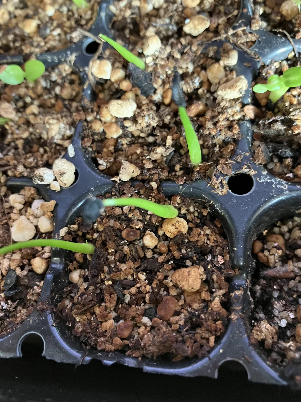 Agave utahensis var. eborispina (アガベ エボリスピナ)