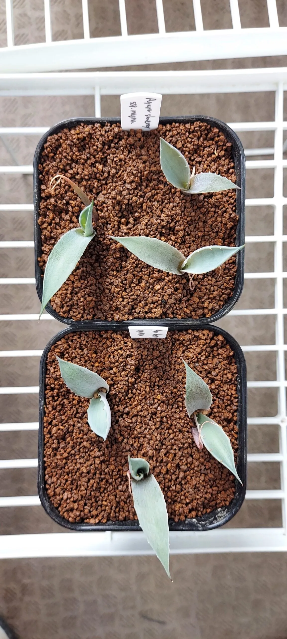 Agave shrevei ssp. shrevei (アガベ シュリベイ)