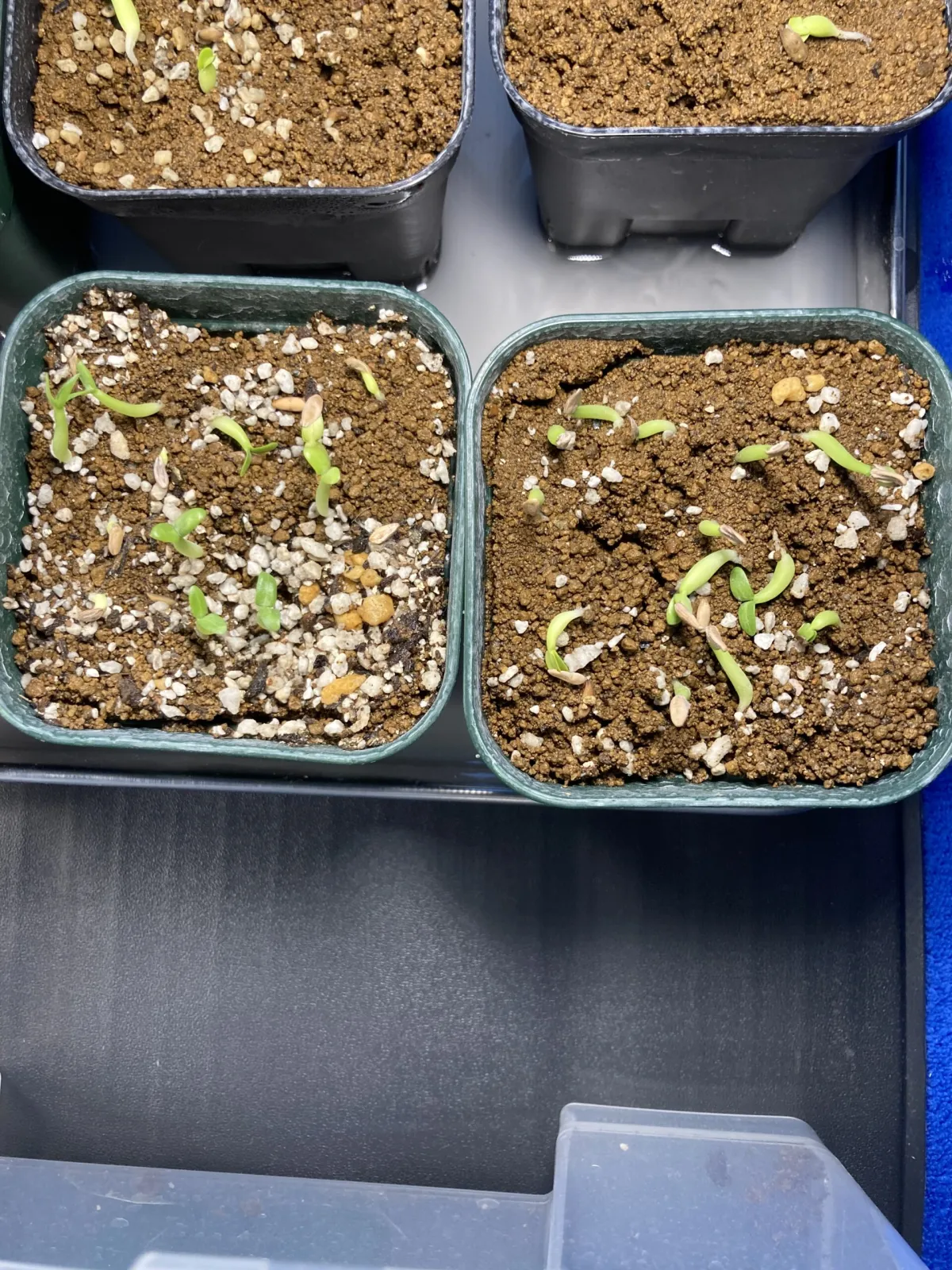 Pachypodium rosulatum ssp. rosulatum (パキポディウム ロスラーツム)