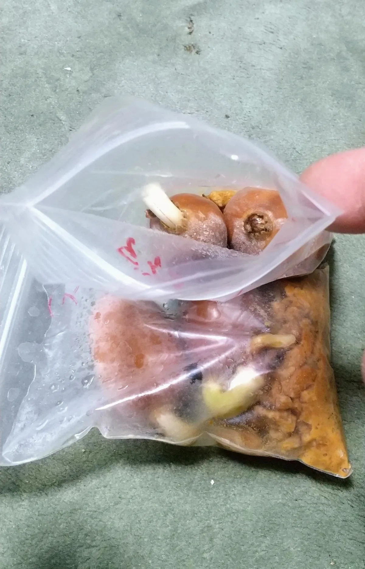 Dioon spinulosum (ディオーン スピヌロサム)