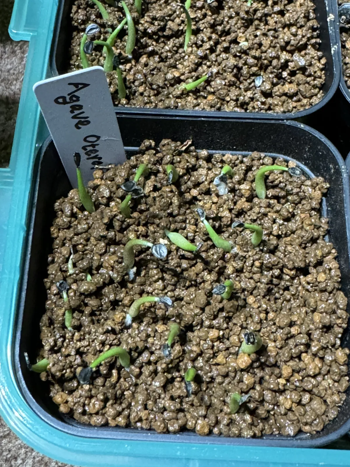 Agave oteroi (アガベ オテロイ)