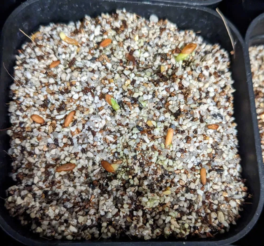 Pachypodium brevicaule subsp. leucoxanthum (パキポディウム レウコキサンツム)