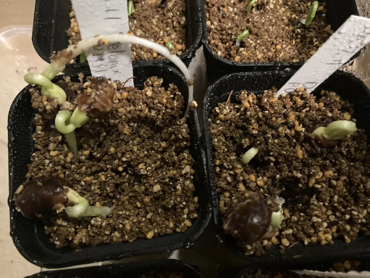 Delonix pumila (デロニクス プミラ)