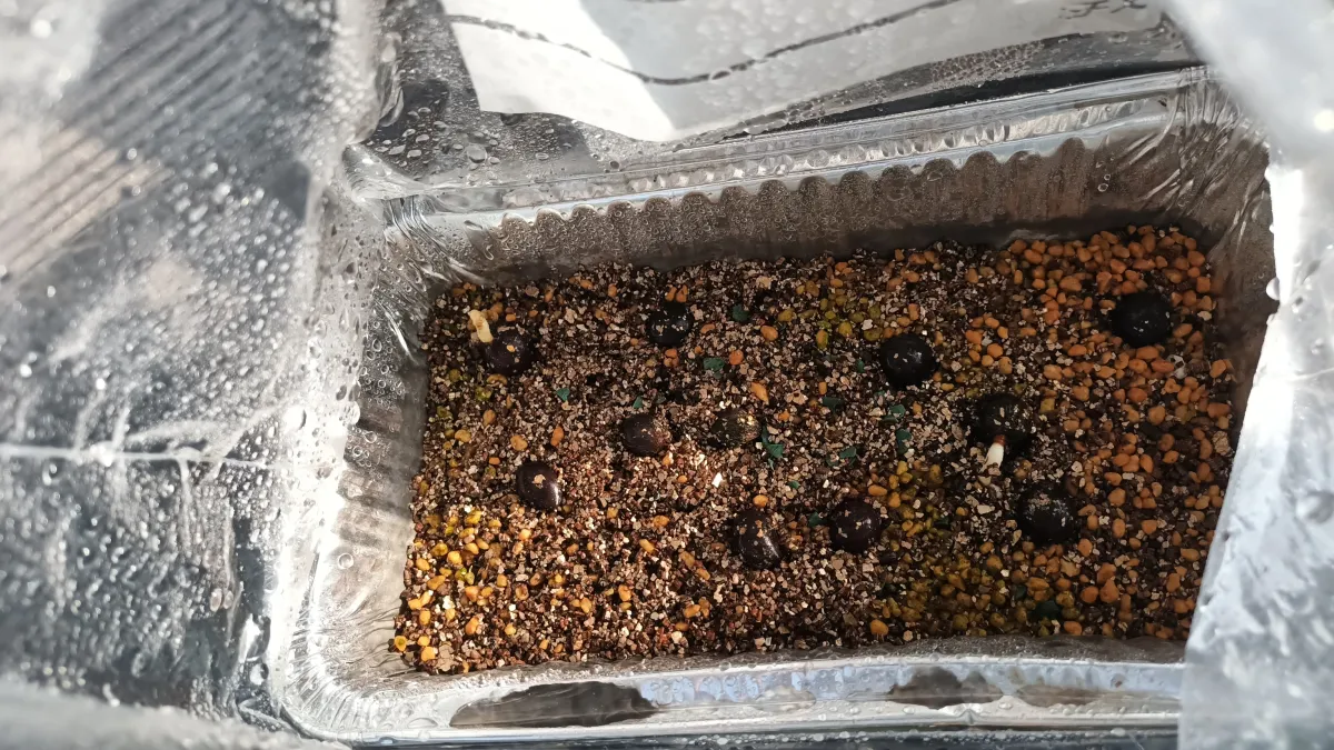 Chamaerops humilis 'Volcano' (チャメロプス ボルケーノ)