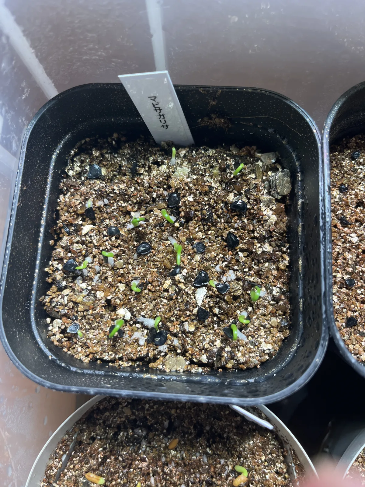 Agave mapisaga var. lisa (アガベ マピサガ リサ)