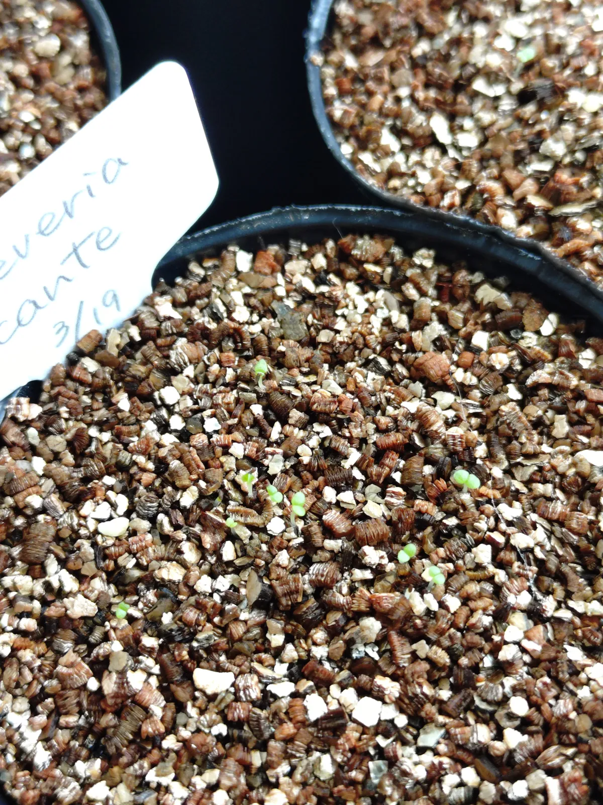 Echeveria cante White Cloud Echeveria (エケベリア カンテ)