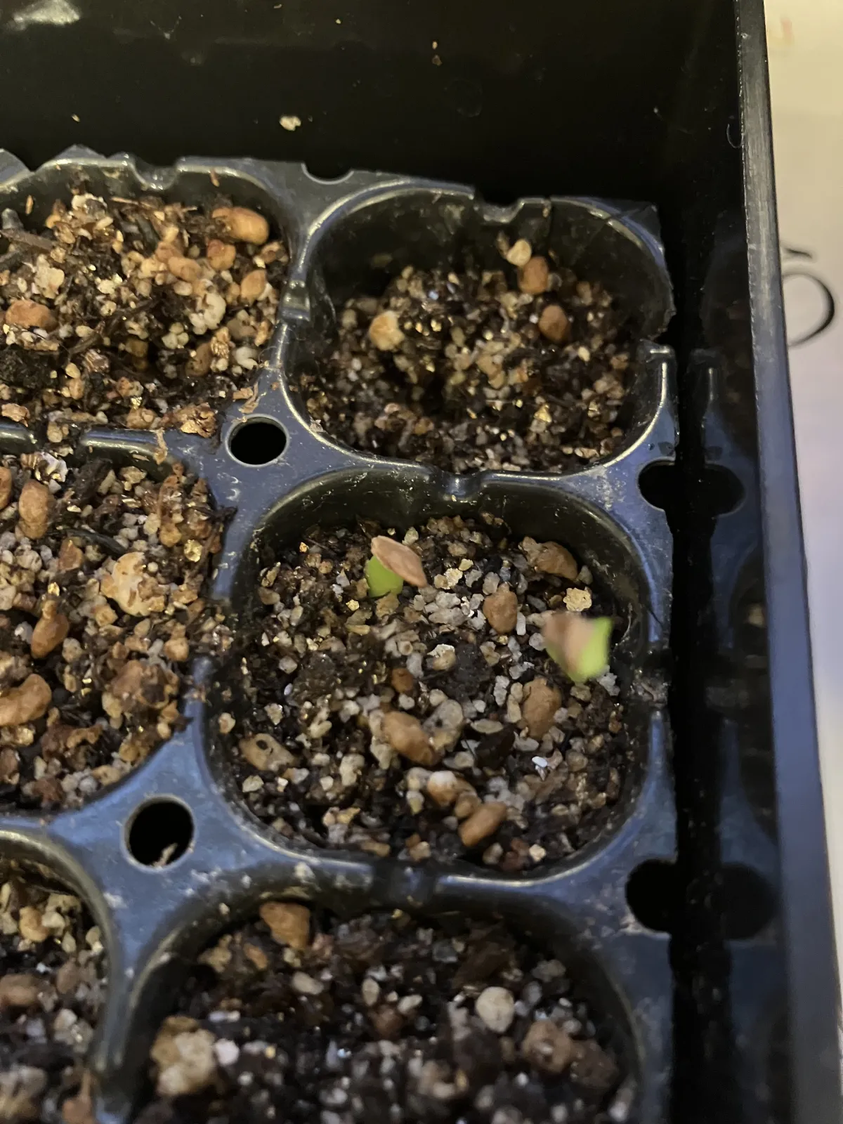 Pachypodium rosulatum ssp. cactipes (パキポディウム カクチペス)