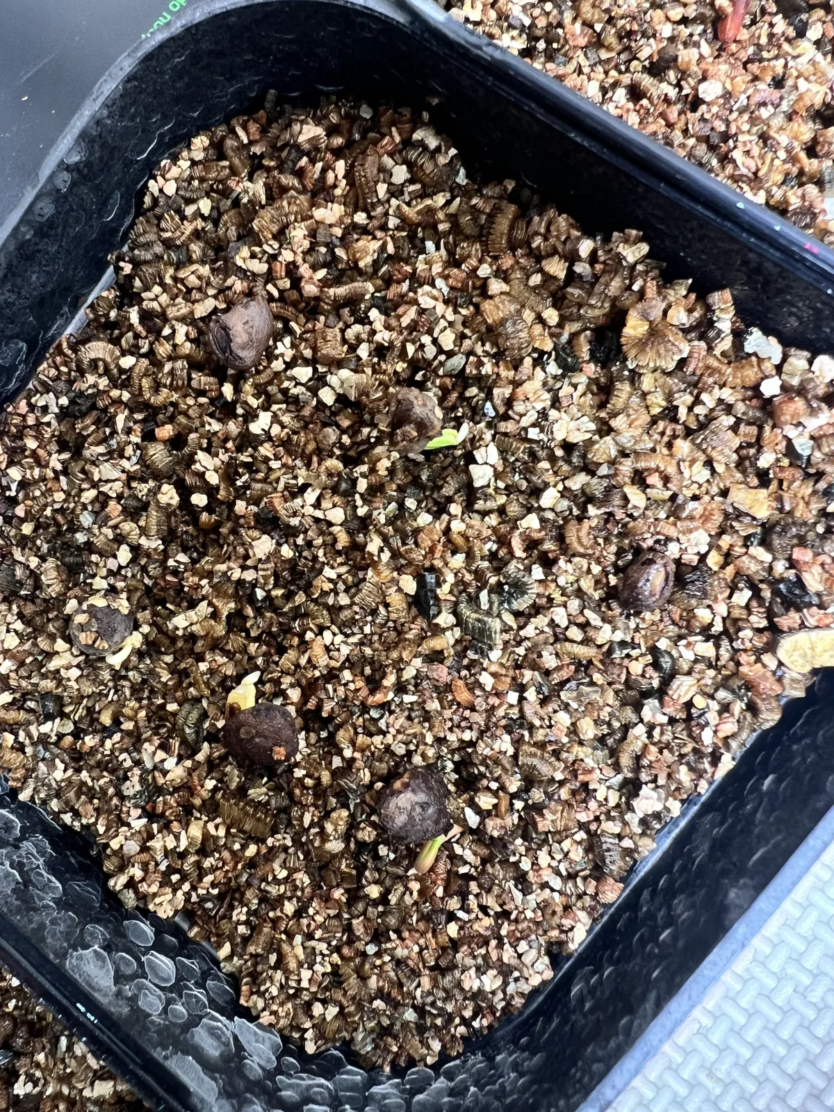 Operculicarya pachypus (オペルクリカリア パキプス)