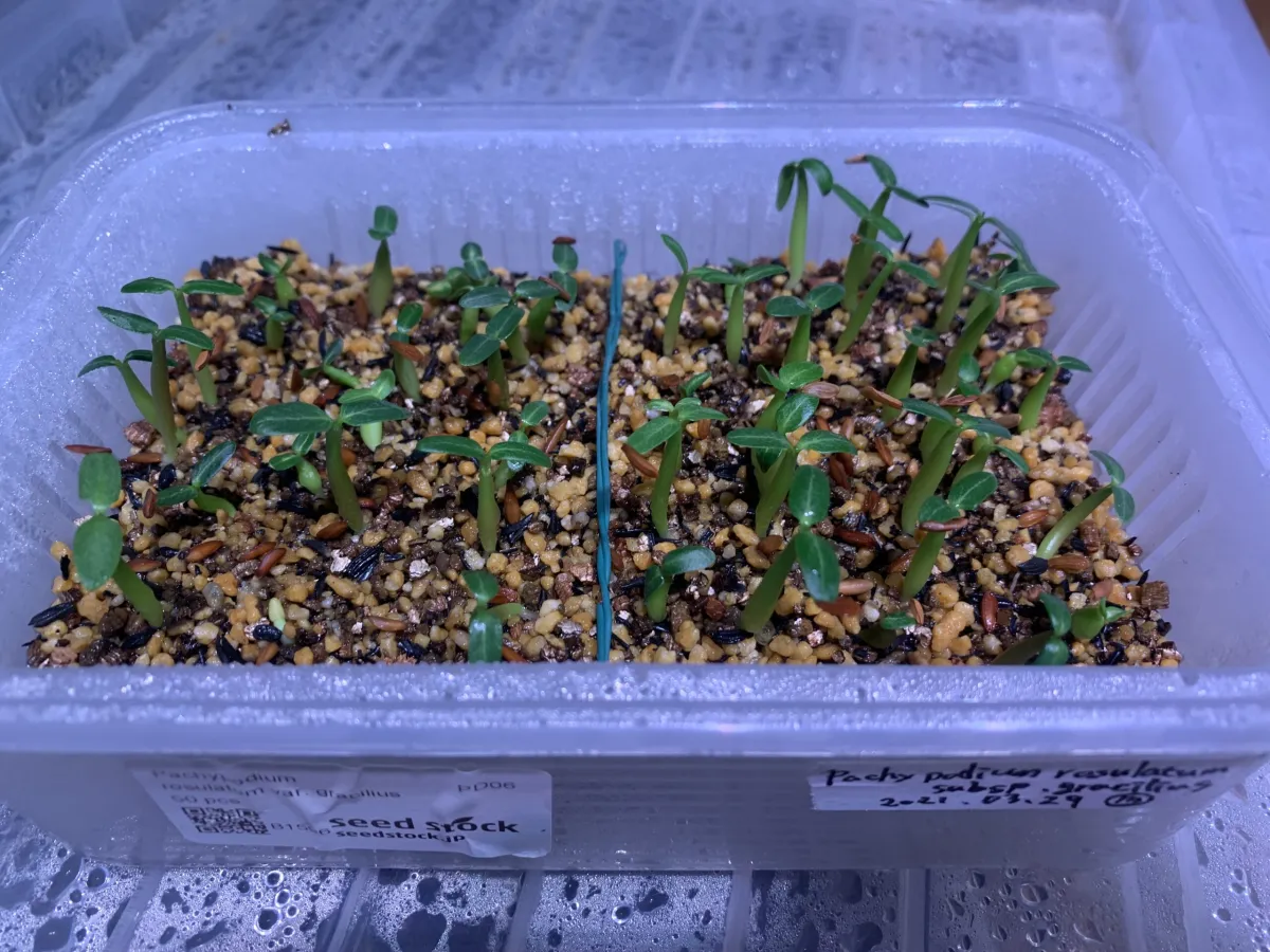 Pachypodium rosulatum var. gracilius (パキポディウム グラキリス)