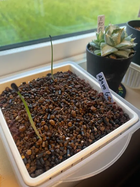 Agave lyobaa (アガベ リオバー)