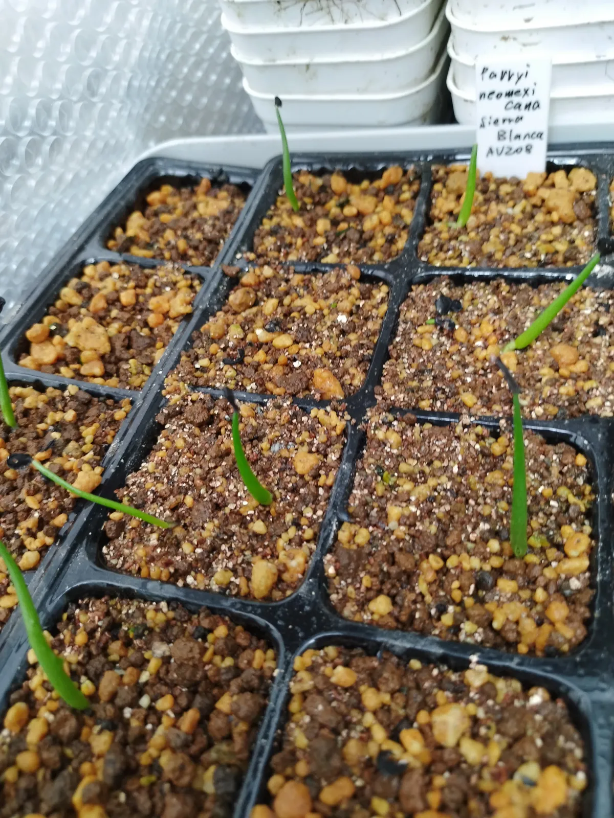 Agave parryi subsp. neomexicana (アガベ ネオメキシカーナ)