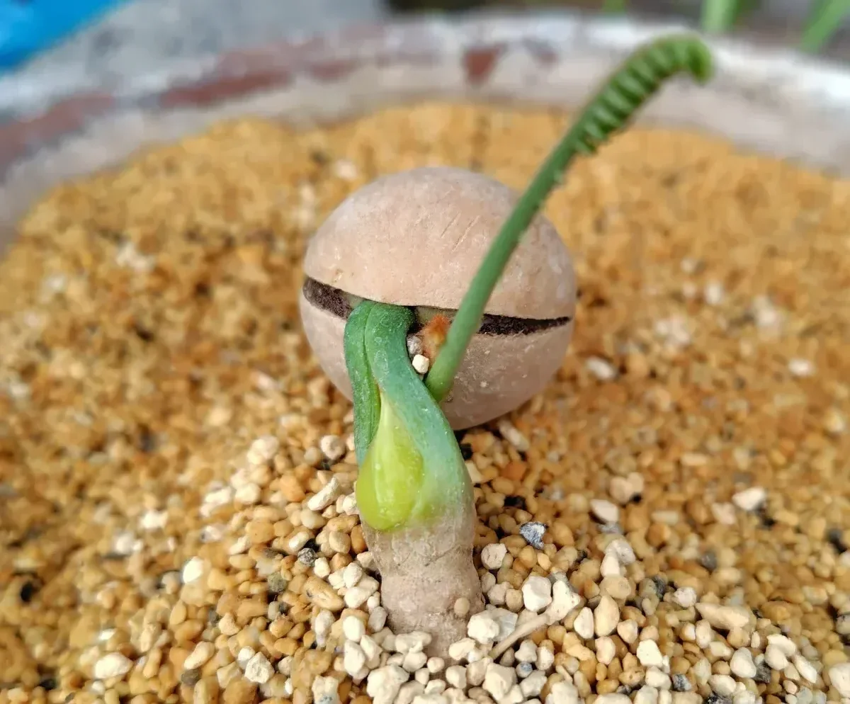 Cycas cairnsiana (サイカス カイルンシアナ)