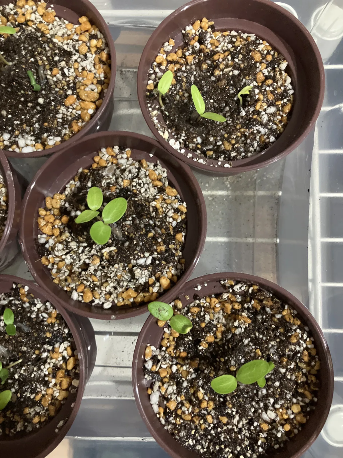 フォークイエリア フォルモサ Fouquieria formosa