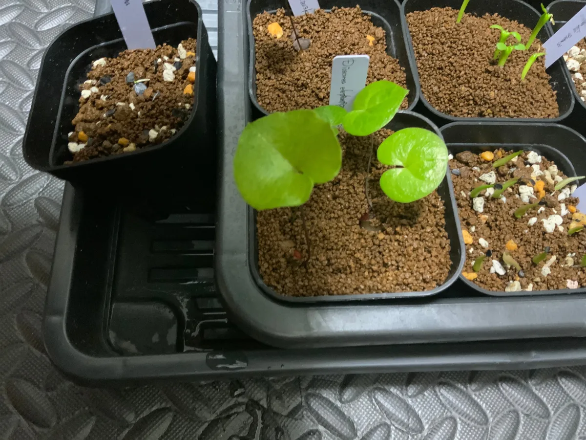 Dioscorea elephantipes (ディオスコレア エレファンティペス2023F)