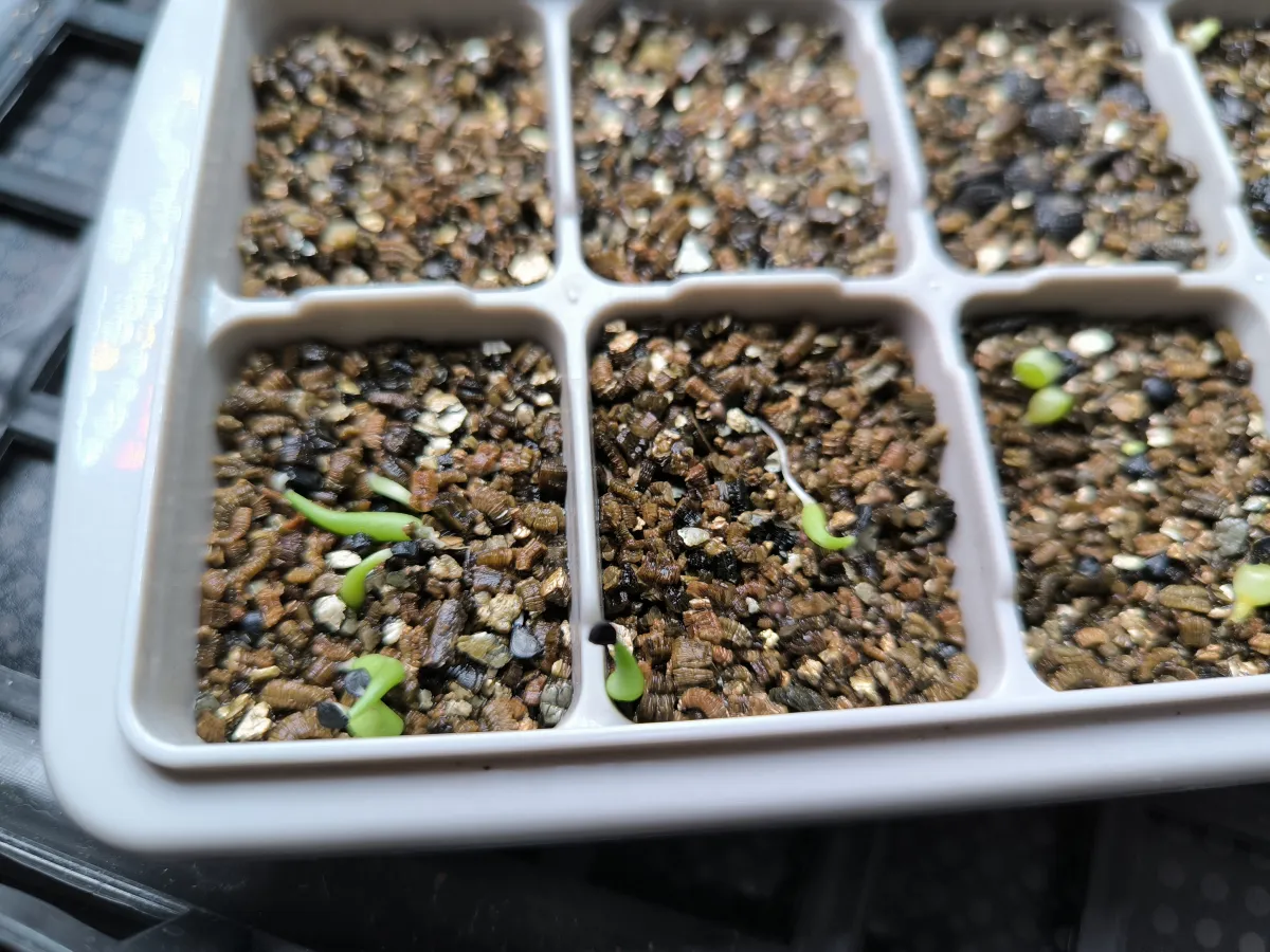 Agave victoriae-reginae Compacta (アガベ ビクトリアレジーナコンパクト)