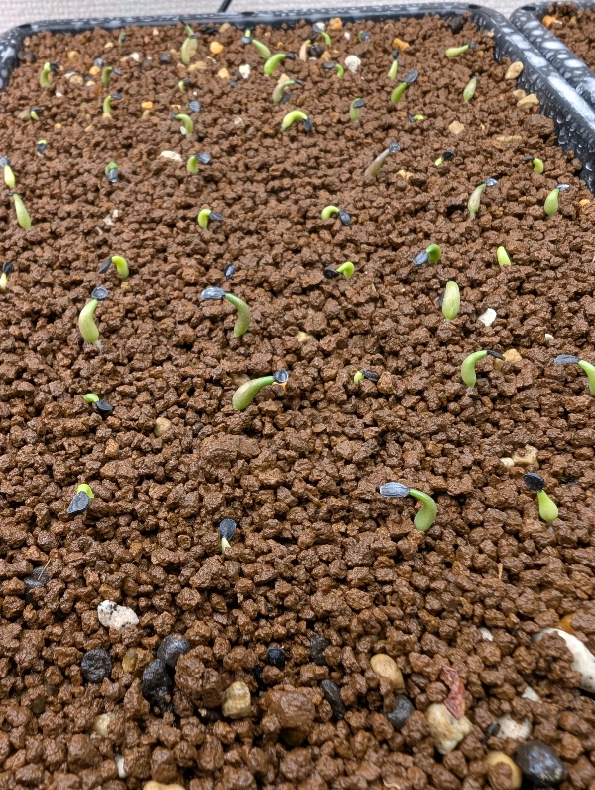 Agave oteroi (アガベ オテロイ)